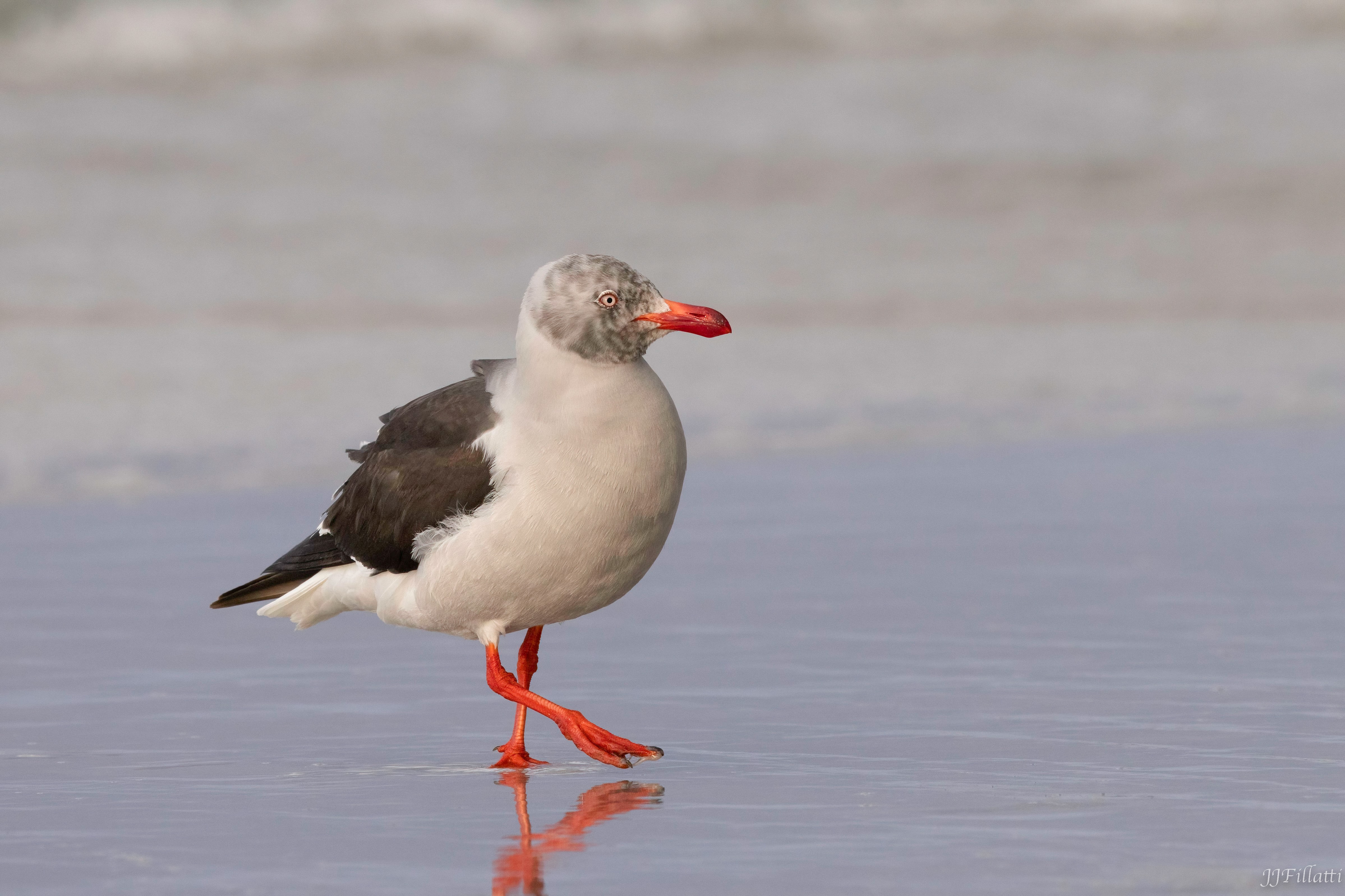 bird of the falklands image 88